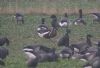 Red-breasted Goose at Wallasea Island (RSPB) (Steve Arlow) (201818 bytes)